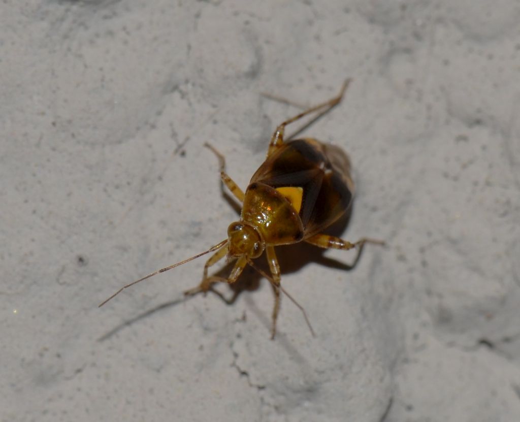 Miridae: Liocoris tripustulatus della Toscana (GR)